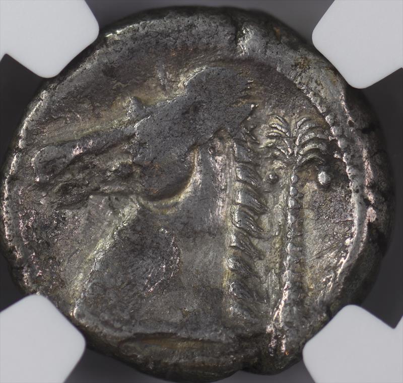 Sicily, Siculo-Ounic 300-289 BC AR Tetradrachm Hercules Horse hd, Palm Tree NGC VF 
